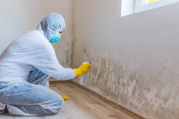 Licensed Mold Remediation service in West Decatur, PA - WQB Mold Removal